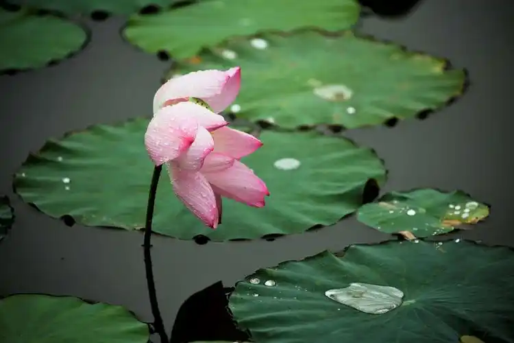 雨中的荷花,缀着许许多多细小的水珠,姣艳无比,惹人顿时心生爱怜.