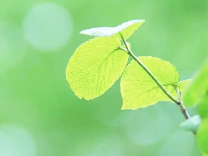 简约绿色小清新