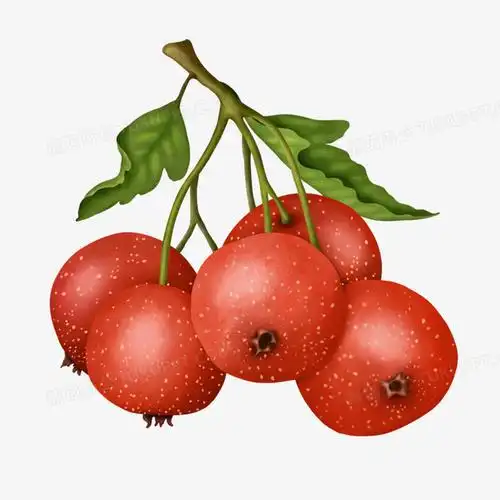本作品全称为《卡通手绘一串新鲜山楂元素》,使用 adobe photoshop cc