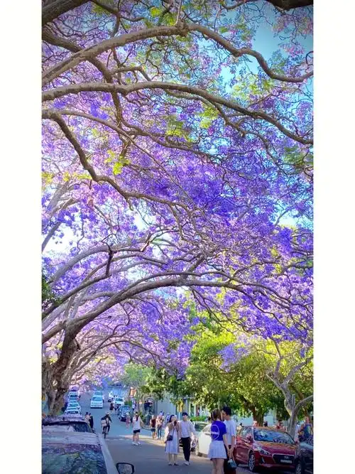 拍照最美的一个场景常常拍出惊艳与浪漫的画面#蓝花楹  #浪漫  #花语