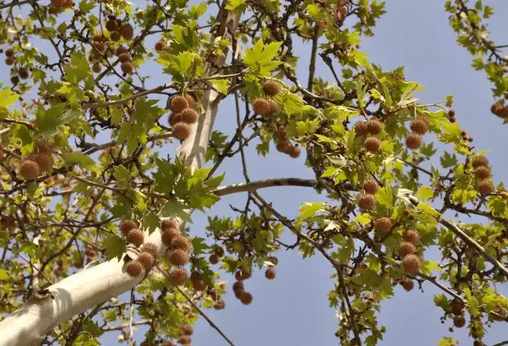 [原创]三球悬铃木(图)