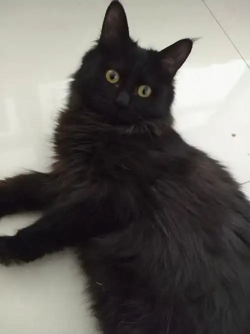 纯黑长毛西伯利亚森林猫喜欢纯黑猫的抱走