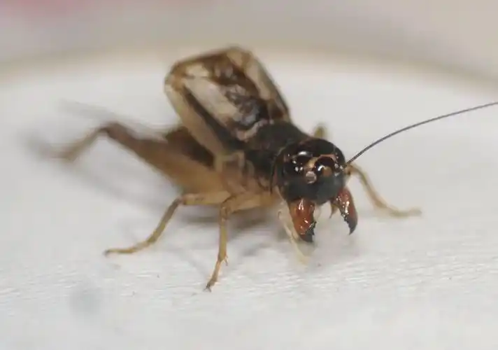 蟋蟀分享:马脸红牙黄,实乃将军之虫!