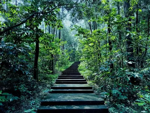 摄影晒图小森林系列氛围感调色