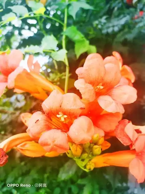 七律《凌霄花》 (一)