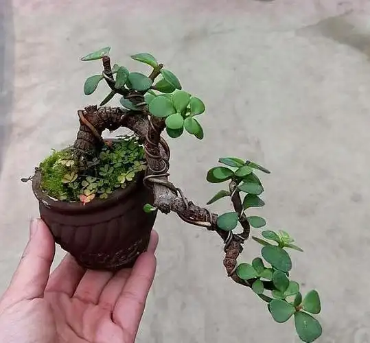 金枝玉叶盆景制作教程_金枝玉叶盆景图片欣赏