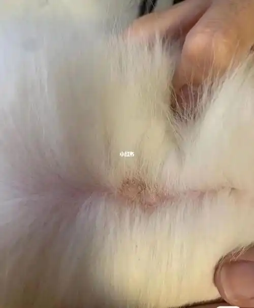 狗癣治愈经验分享帖中药治疗yyds