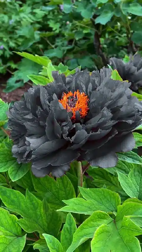 黑牡丹,美的别具一格