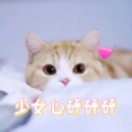 猫咪可爱大眼睛少女心砰砰砰gif动图_动态图_表情包下载_soogif