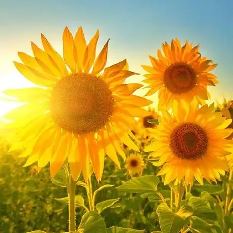 比较阳光的微信头像图片 微信头像治愈系有阳光_布阁拉