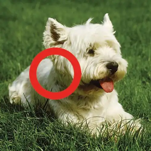 spot the difference – animals and plants