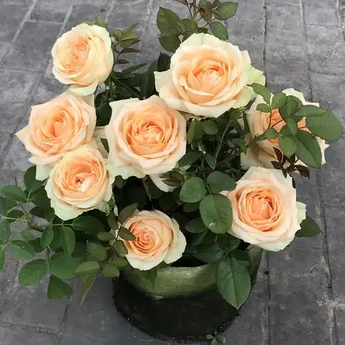 香槟玫瑰花苗蜜桃雪山切花月季苗阳台庭院花卉盆栽观花植物