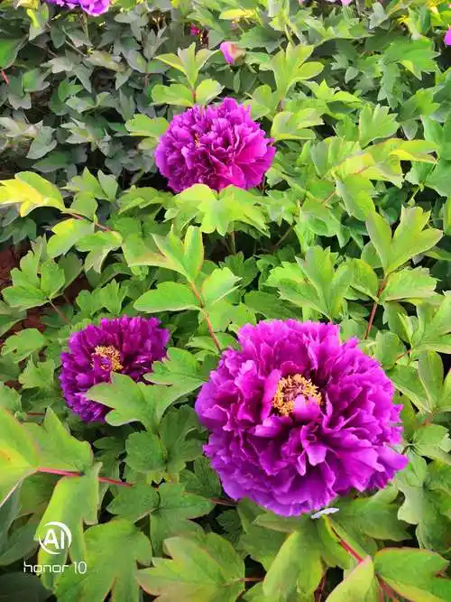 还有紫色的牡丹花