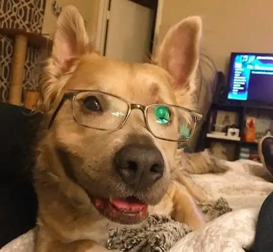 这只流浪狗的笑超有魔性,加上极具个性的卷毛,让人见了必须爱啊