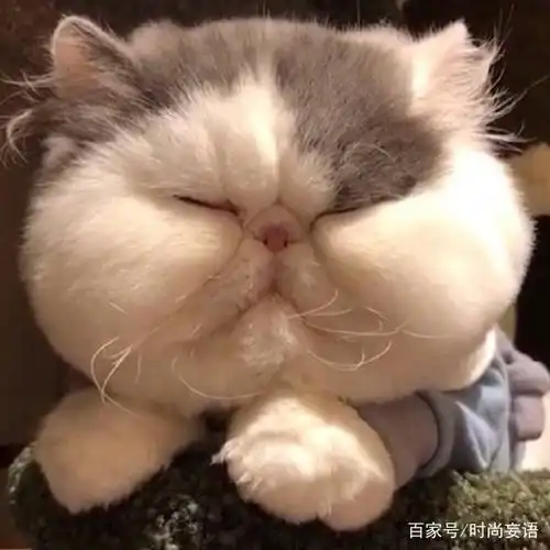 可爱的萌宠大脸猫