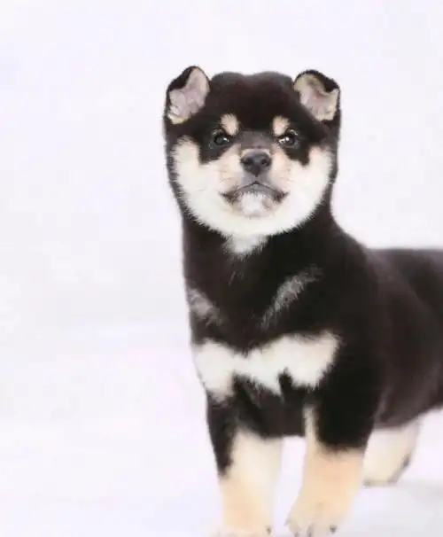 柴六斤真是越来越可爱了