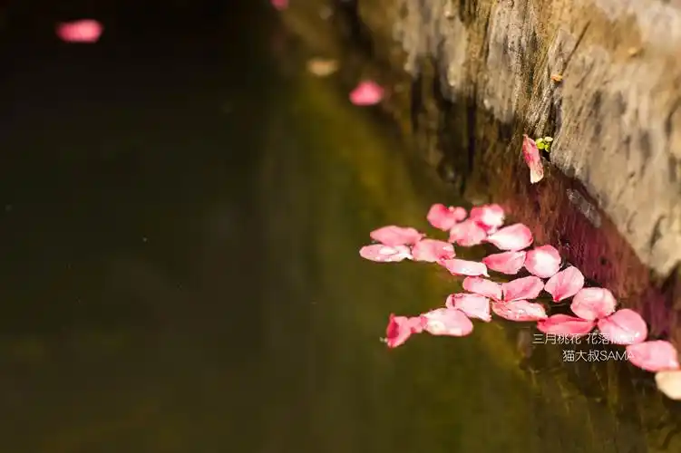 三月桃花 花落满地( 10张 )