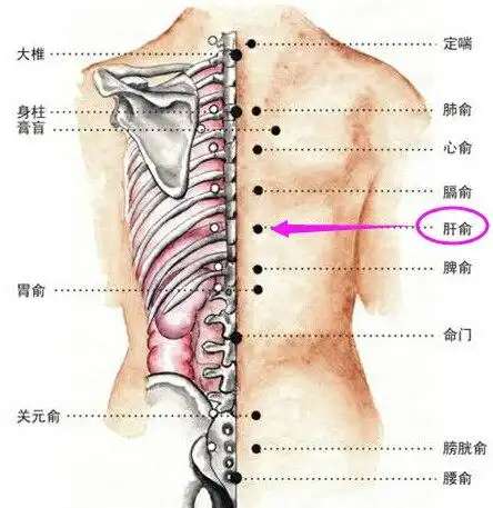 春天通肝经无病一身轻