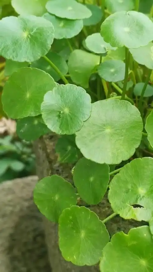 休息了这么久,还好我有几亩金钱草!