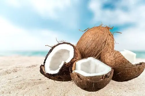 椰子图片_图片大全