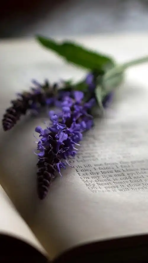 书,紫色的花朵