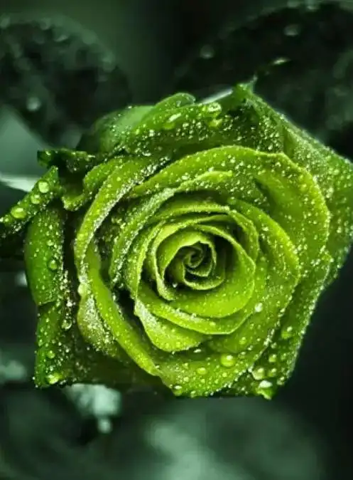 情人节送什么给男朋友七夕情人节,罕见玫瑰送给你,太漂亮了,赶快转发