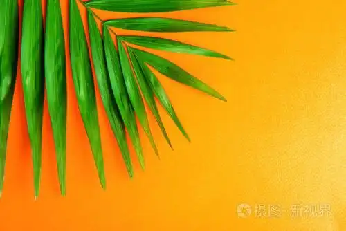 在明亮的橙色渐变背景下,一个异国情调的客厅棕榈的大绿叶的顶部视图