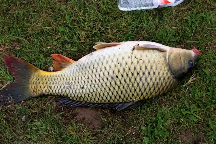 爱上钓鱼就来鸿雁湖吧内蒙古的野生大鲤鱼
