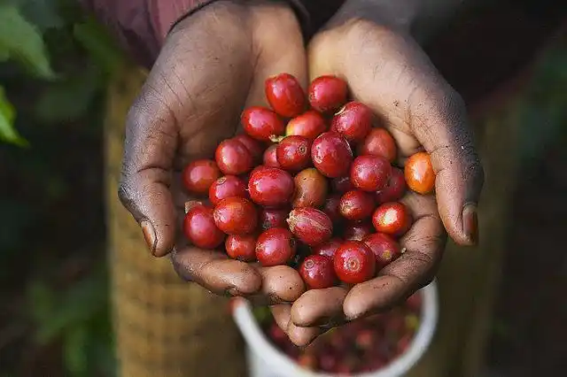 咖啡果实长这样,我们平时看到的咖啡豆则包裹在这果肉里)随着,接受和