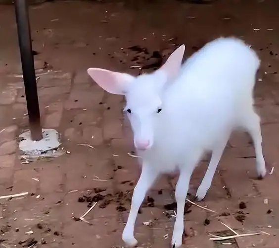 罕见白鹿现身吉林,不是白化病造成的,那是什么原因?