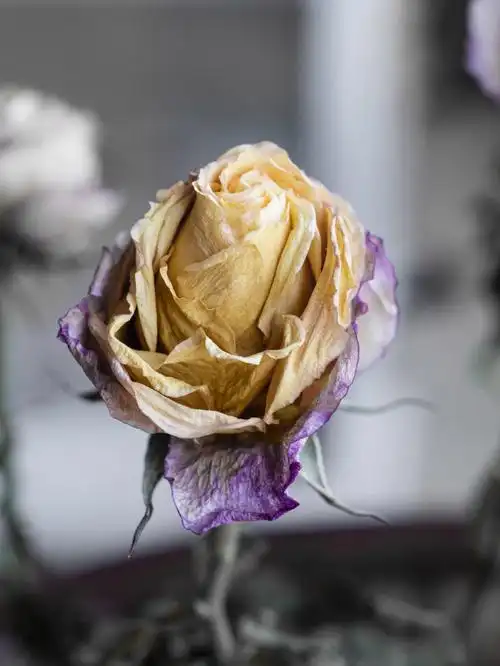 2022320witheredrose凋零的玫瑰