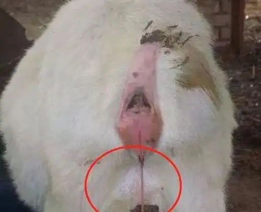 提高经济效益,那么,具体方法有哪些呢1提高种公羊和种母羊的营养水平