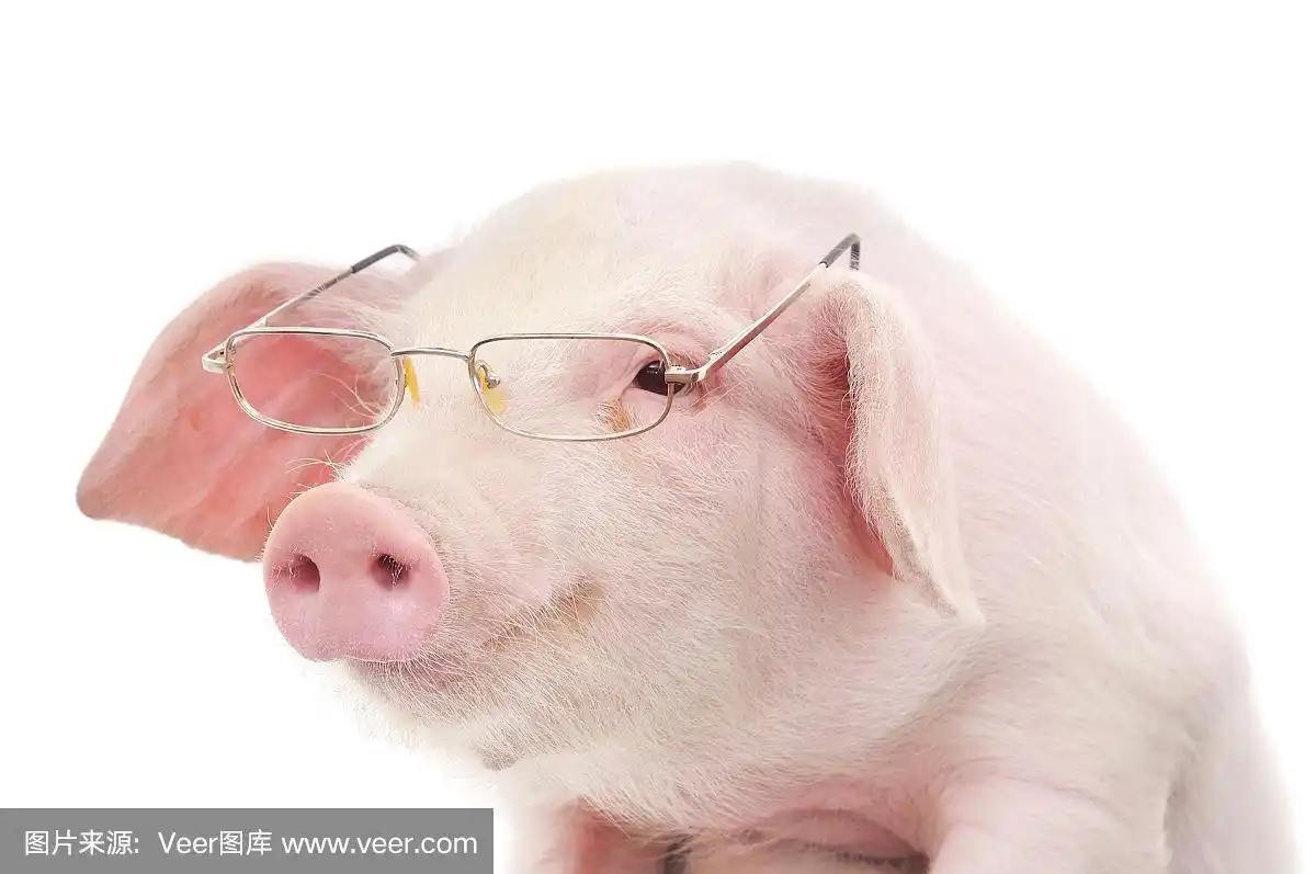 戴眼镜的猪的肖像