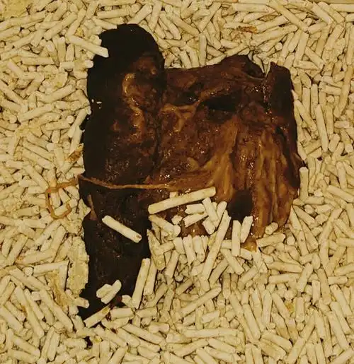 猫猫拉出了绦虫,夹在菊花上舔着吃得好开心,还不让我清理