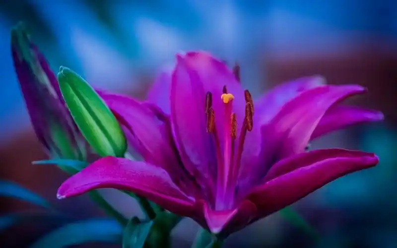 紫色的花瓣百合雌蕊壁纸