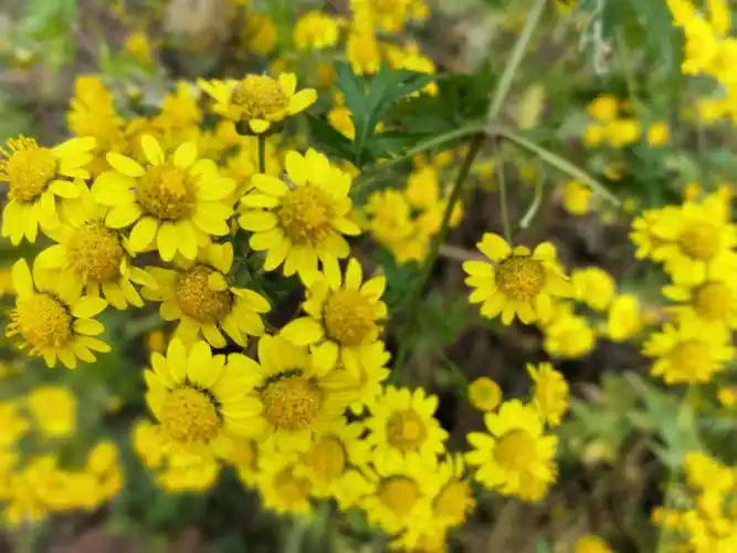卫辉:山里的野菊花,等你采!