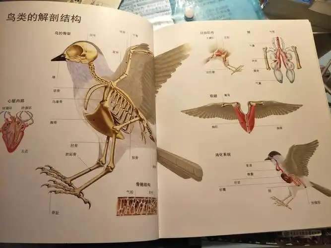 这本鸟类的书就向我们展示了鸟类的结构.