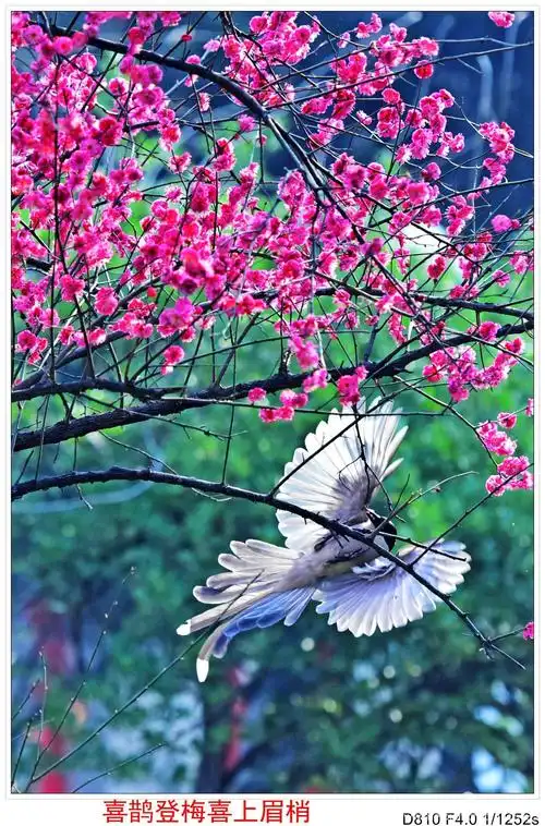 喜鹊登梅《二》(副本)