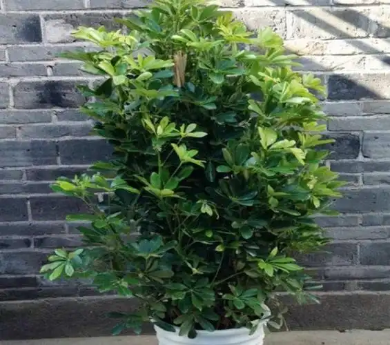 鸭掌木生长不旺盛,时刻把握好这"4点",新芽萌发快观赏性强|植物_网易