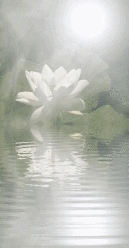 416_800竖版 竖屏gif 动态图 动图