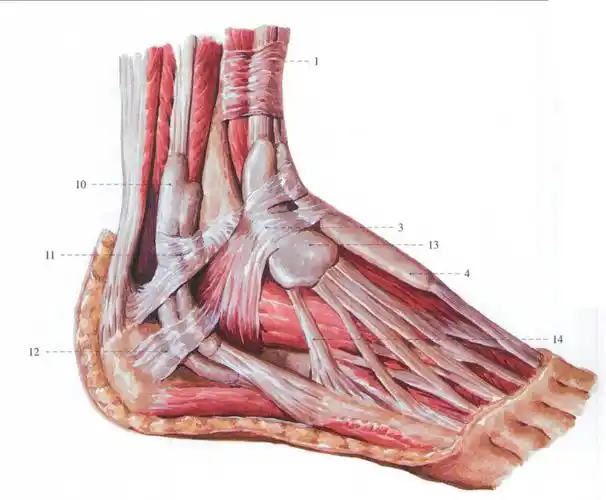 腓骨肌上支持带superiorp
