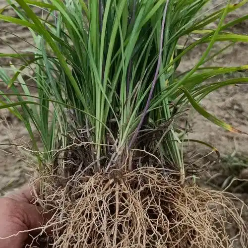 湖北襄阳中叶麦冬草基地直销