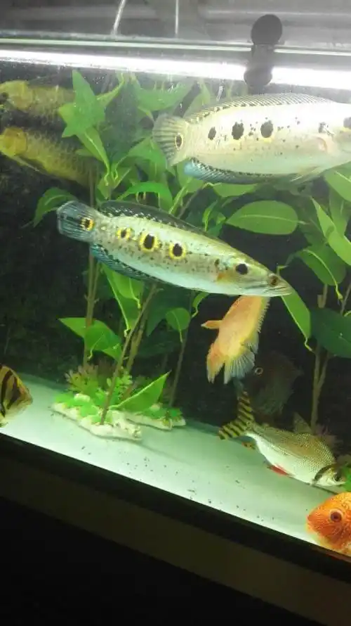 七彩海象25公分左右,发色一流