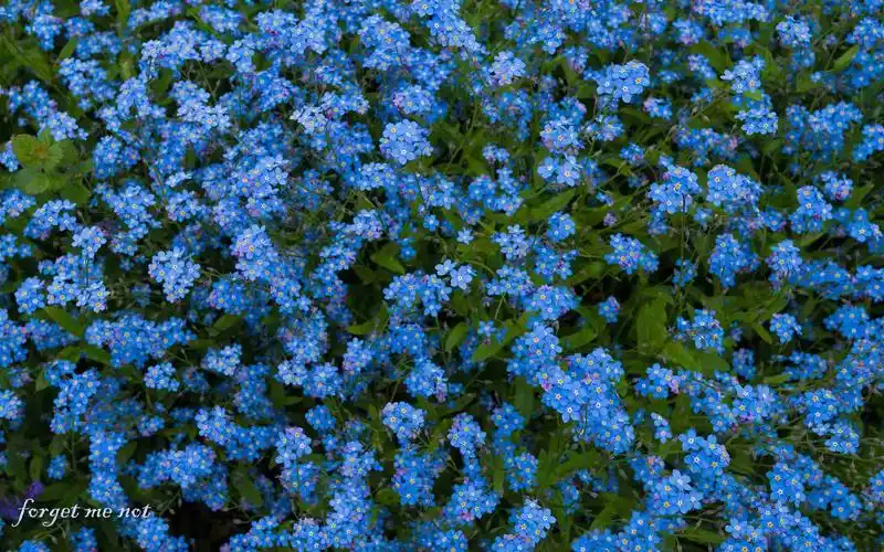 勿忘我,花田,花语,花卉,鲜花勿忘我花田花语 壁纸图片