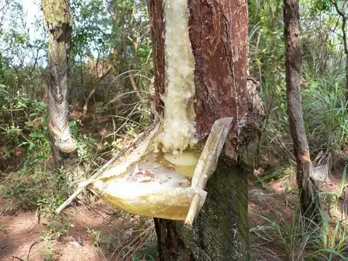 供应大量的天然松脂