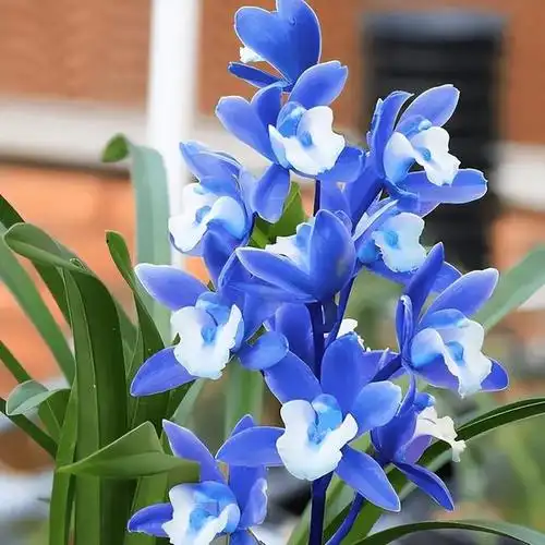 什么花最高贵最优雅(什么花最高贵最优雅又好养)