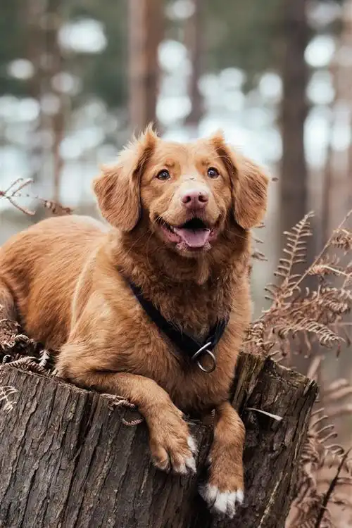 壁纸 棕色的狗在树桩上休息 3840x2160 uhd 4k 高清壁纸, 图片, 照片