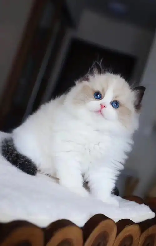 纯种布偶猫小型可爱仙女猫活幼体海双蓝双猫咪