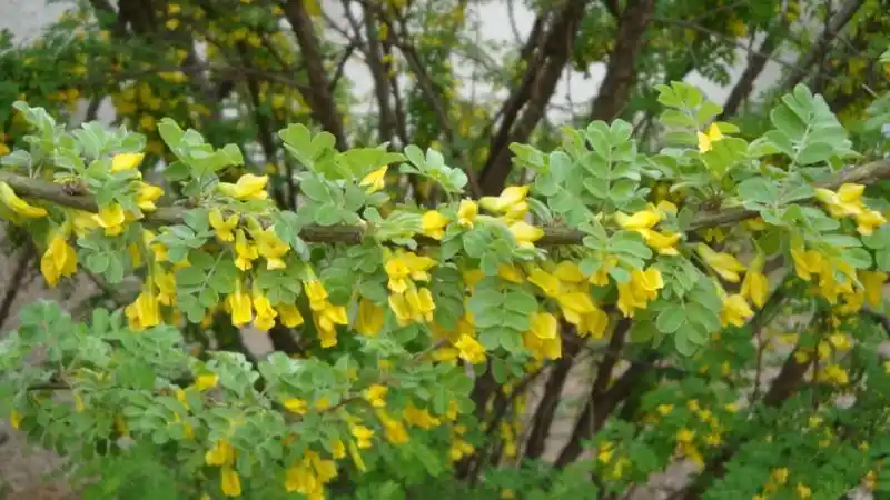 日月峡中草药锦鸡儿