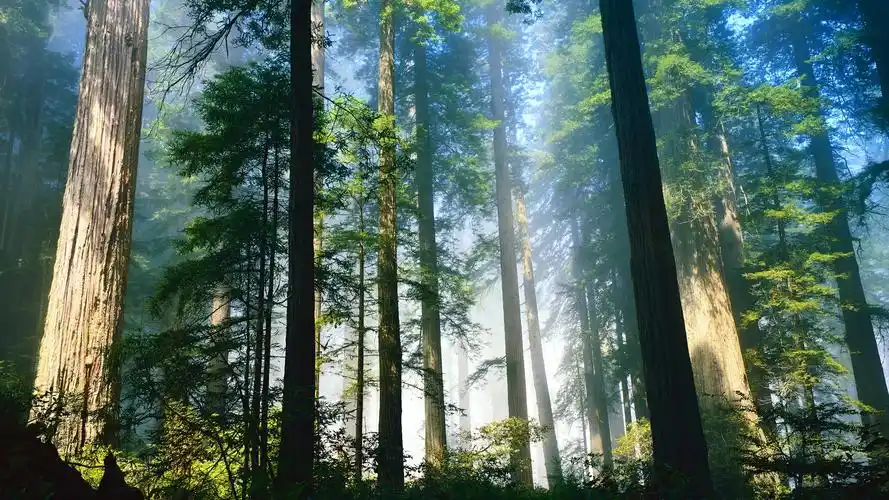 阳光穿透的树林图片桌面壁纸